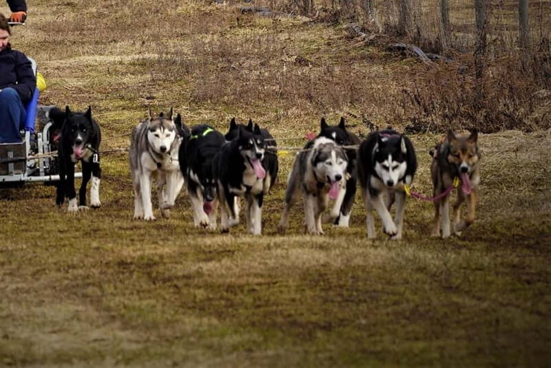 SLED DOGS VISIT & DRIVE ROUND TARTU COUNTRY ESTONIA - What Previous Visitors Say
