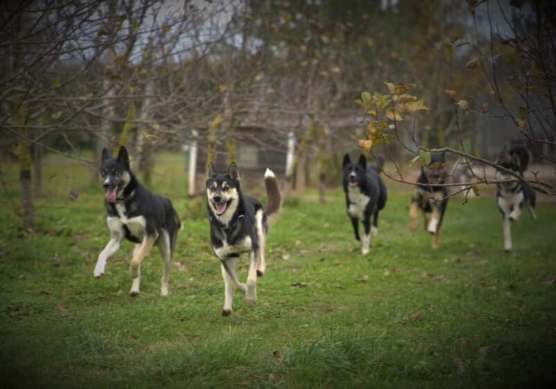 SLED DOGS VISIT & DRIVE ROUND TARTU COUNTRY ESTONIA - Who Is This Tour Perfect For?