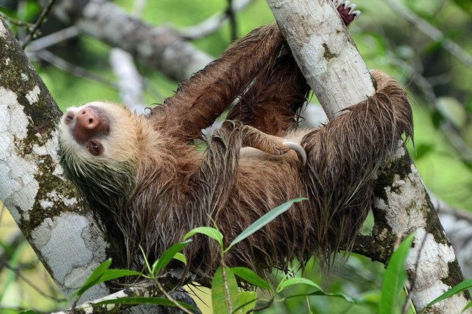 sloth-adventure-from-guanacaste
