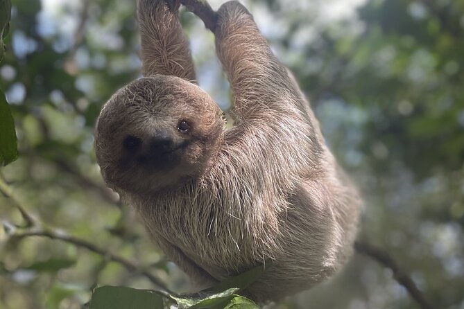 sloth-discovery-and-rio-celeste-waterfall-from-playa-del-coco
