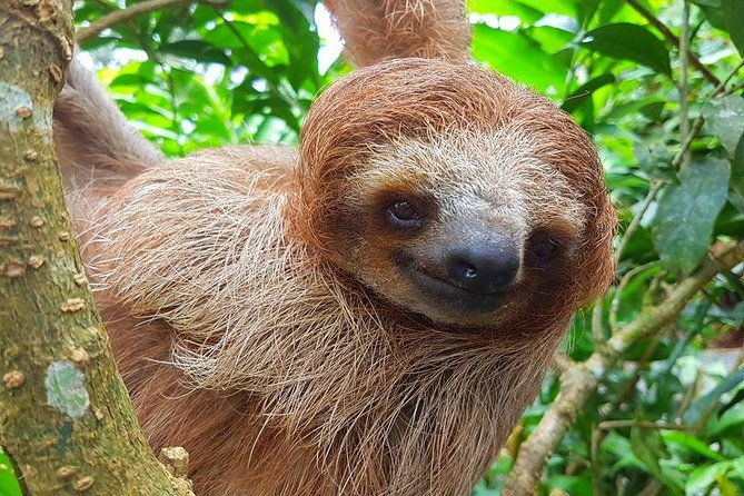 sloth-discovery-from-playa-del-coco-area