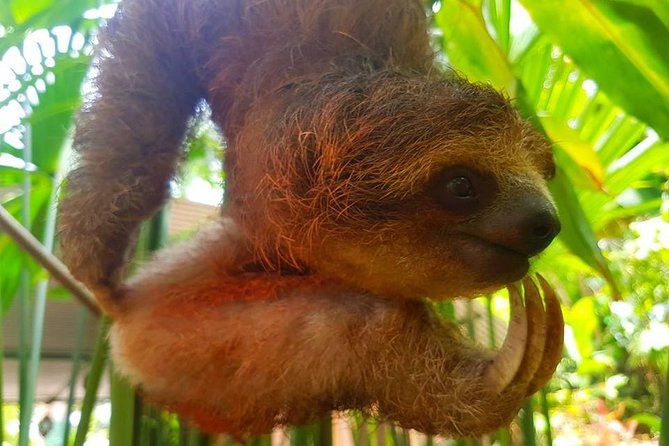 sloth-discovery-from-playa-del-coco-area