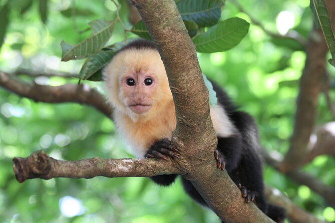 sloth-encounter-rainforest-experience