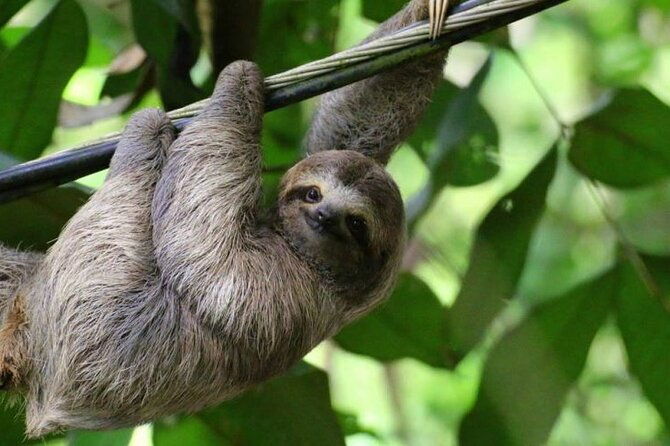 sloth-farm-watching-tour-amazimg-waterfall