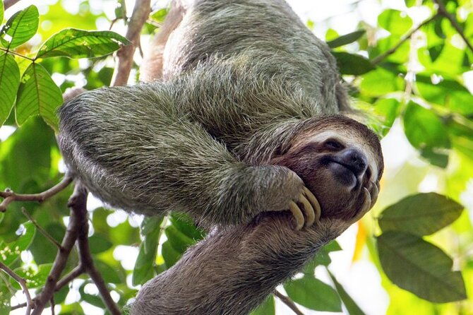 sloth-farm-watching-tour-amazimg-waterfall