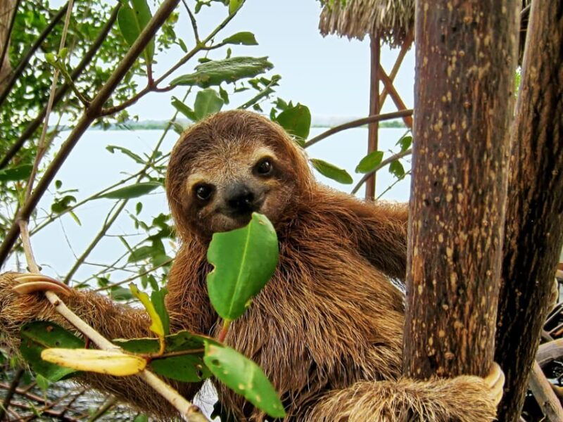 sloth-search-2