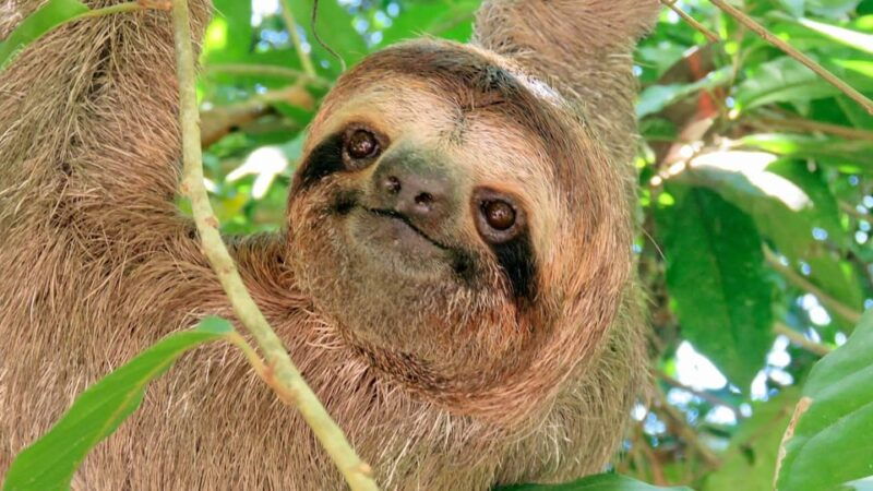 sloth-search-2