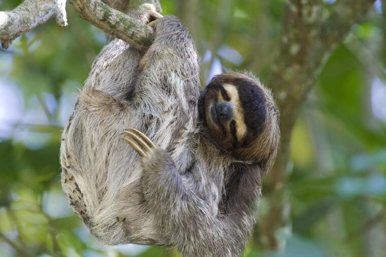 sloth-search-2