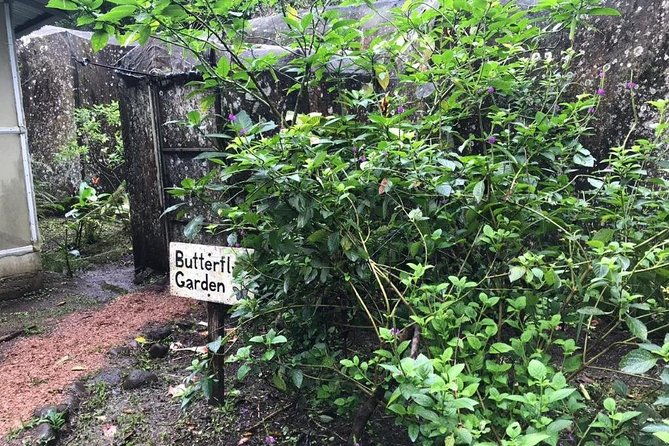 sloth-tour-and-wildlife-encounter