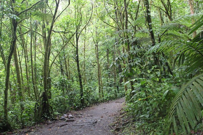 sloth-tour-and-wildlife-encounter