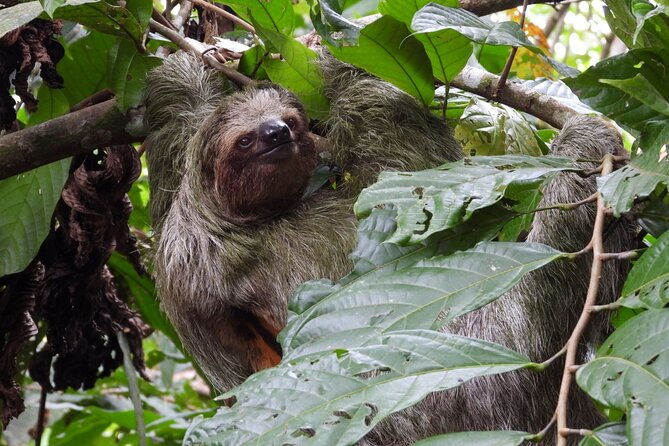 sloth-tour-in-la-fortuna-and-tortillas-cooking-class
