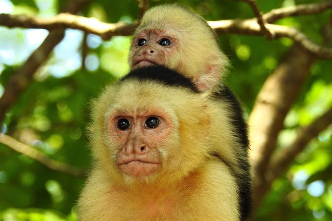 sloth-tour-manuel-antonio-national-park