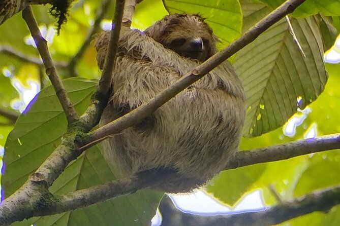 sloth-watching-la-fortuna-local-tour-guide