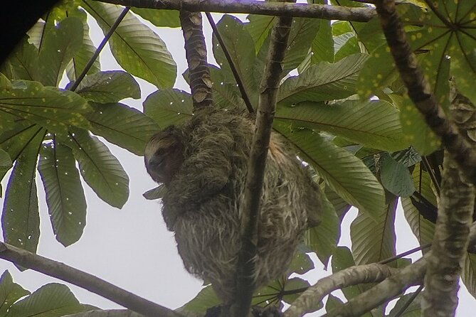 sloth-watching-la-fortuna-local-tour-guide