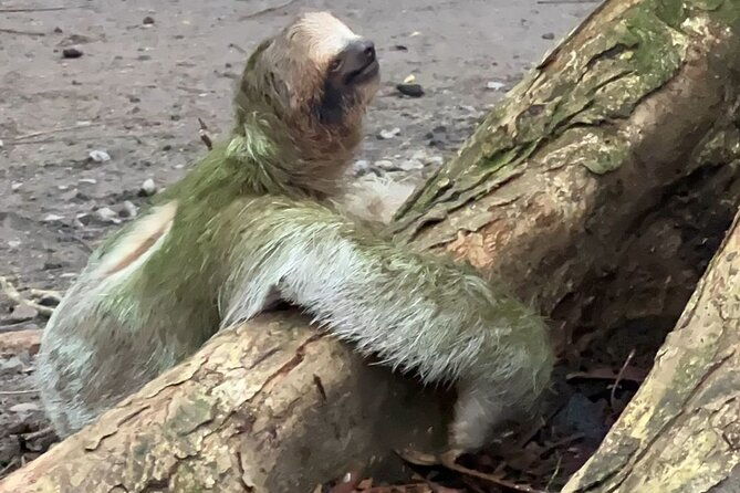 sloth-watching-la-fortuna-local-tour-guide