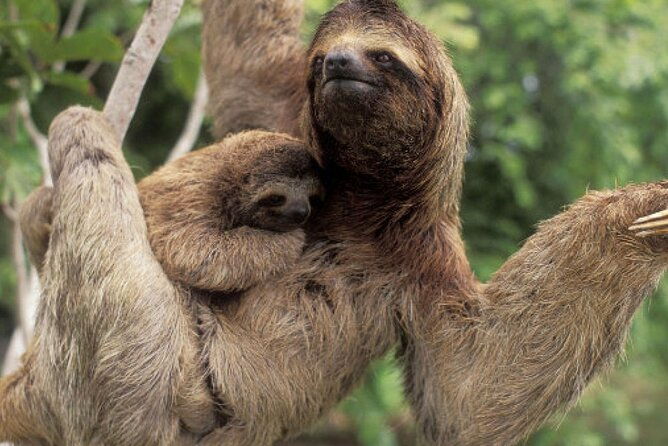 slothfrogs-hanging-bridgescoffee-chocolate-and-waterfall-tour