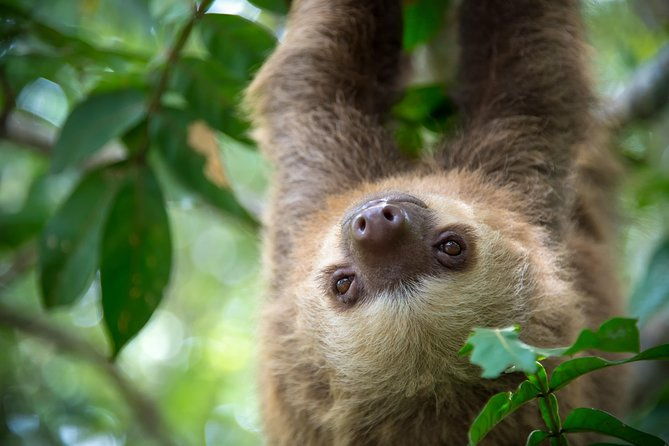 sloths-lovers-tour-puerto-limon-shore-excursion
