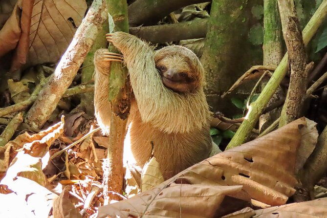 sloths-observation-and-coffee-chocolate-sugarcane-experience-2