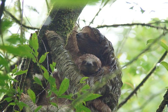 sloths-observation-and-coffee-chocolate-sugarcane-experience