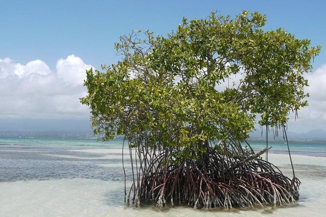 small-day-cruise-ilet-caret-mangrove-coral-reef