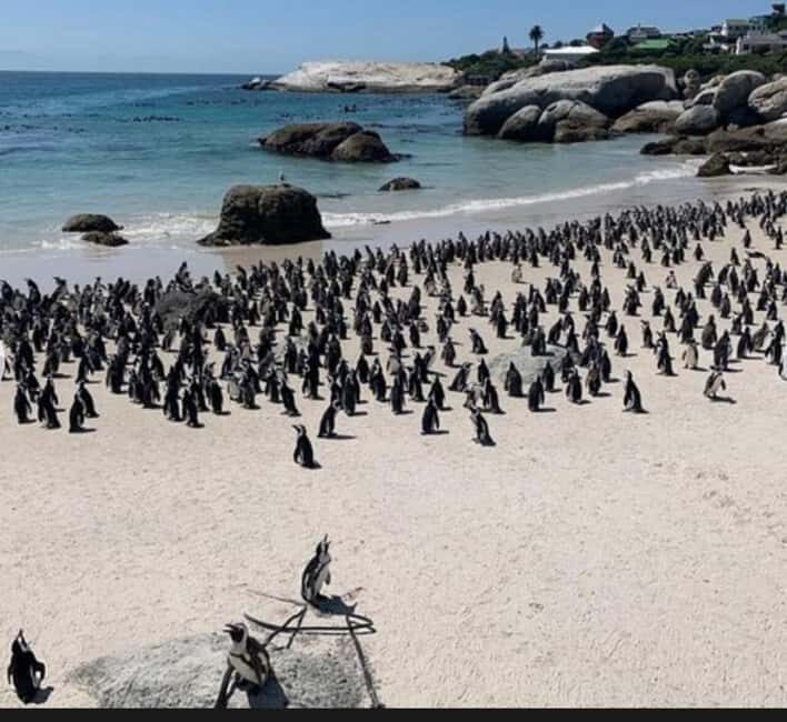 Small Group: African Penguins,Boulders beach-Half-Day Tour. - Small Group: African Penguins, Boulders Beach - Half-Day Tour Review