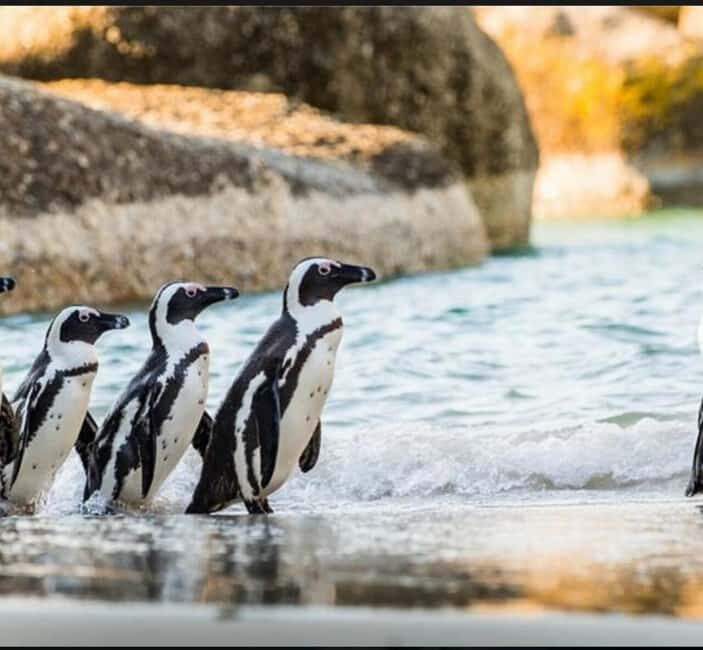 Small Group: African Penguins,Boulders beach-Half-Day Tour. - Why This Tour Offers Great Value