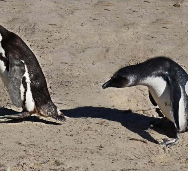 Small Group: African Penguins,Boulders beach-Half-Day Tour. - Final thoughts: Who is this tour best suited for?