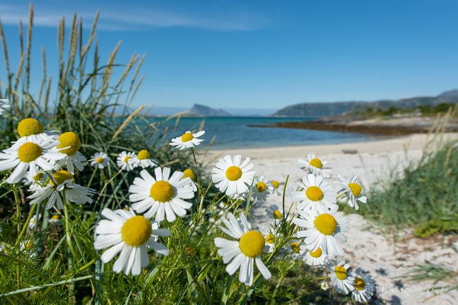 small-group-arctic-landscapes-sightseeing-with-citizen-science-from-tromso