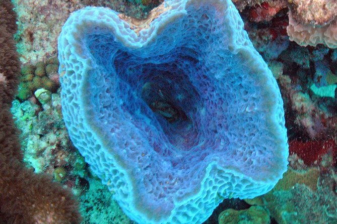 small-group-aruba-scuba-diving-for-non-certified-divers