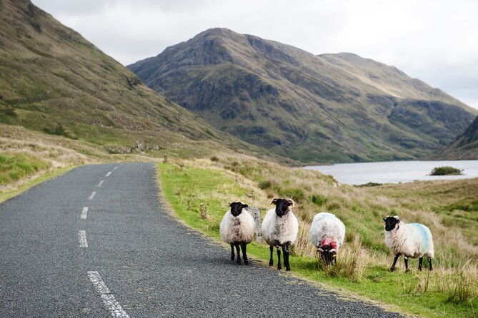 small-group-aughnanure-castle-sheepdog-demo-connemara-tour