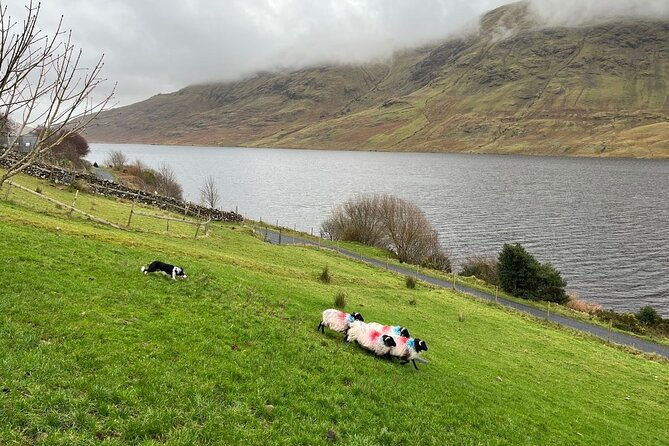 small-group-aughnanure-castle-sheepdog-demo-connemara-tour