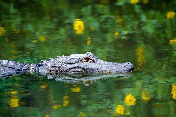 Small Group Boat, Kayak and Walking Guided Eco Tour in Everglades National Park - Small Group Boat, Kayak, and Walking Guided Eco Tour in Everglades National Park