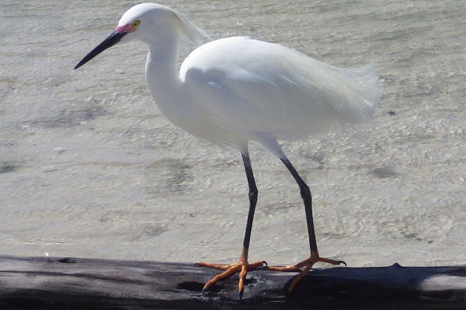 Small Group Boat, Kayak and Walking Guided Eco Tour in Everglades National Park - Authentic Insights from Reviews
