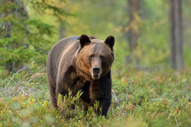 small-group-brown-bear-watching-experience-from-brasov