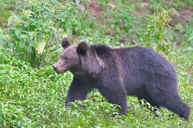 small-group-brown-bear-watching-experience-from-brasov