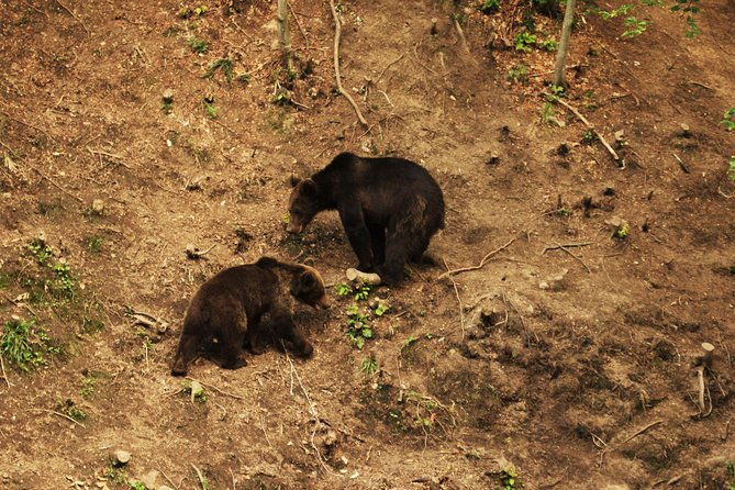 small-group-brown-bear-watching-experience-from-brasov