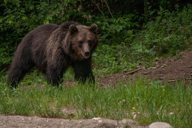 small-group-brown-bear-watching-experience-from-brasov