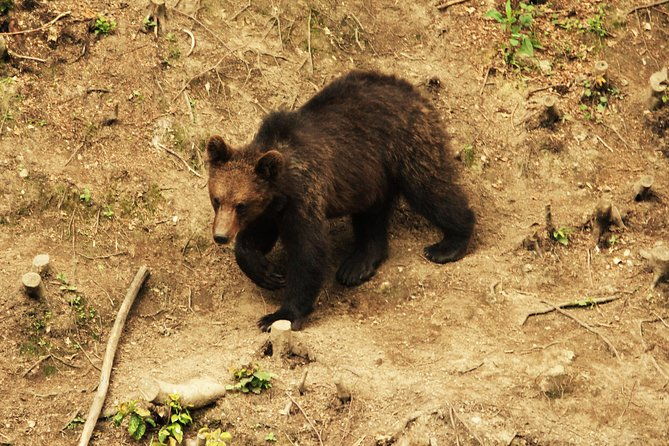 small-group-brown-bear-watching-experience-from-brasov