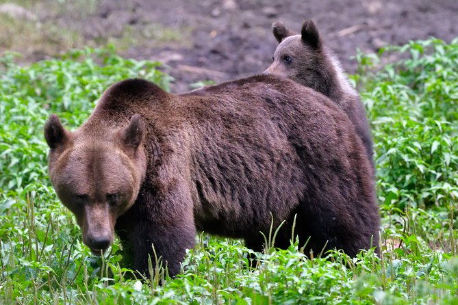small-group-brown-bear-watching-experience-from-brasov