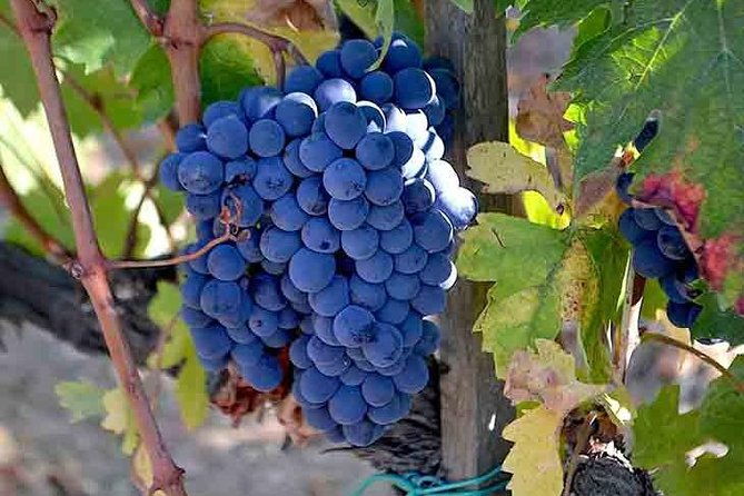 small-group-brunello-wine-tour-of-montalcino-from-florence-2