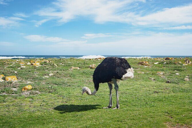 Small Group Cape of Good Hope, Boulders and Cape Point - FAQ