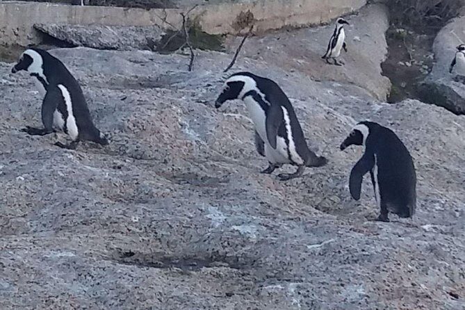 Small Group Cape Of Good Hope Penguins Wine Tasting Inc Park Fees - Final Thoughts