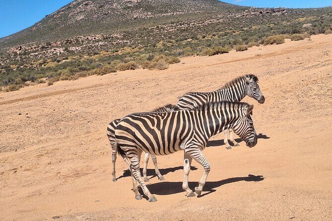 Small Group Cape Town Big 5 Safaris to Aquila Game Reserve - Key Points