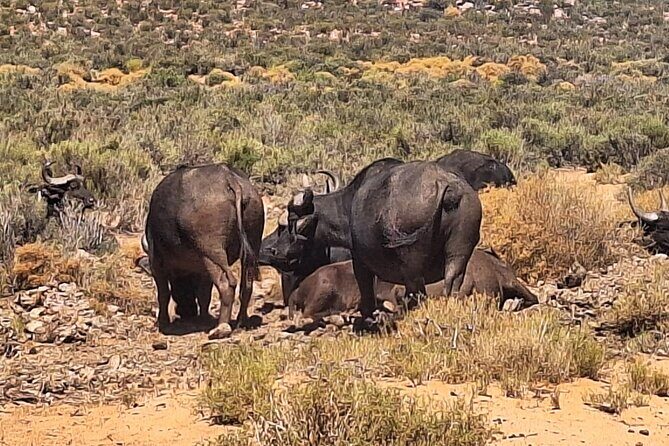 Small Group Cape Town Big 5 Safaris to Aquila Game Reserve - An Overview of the Experience