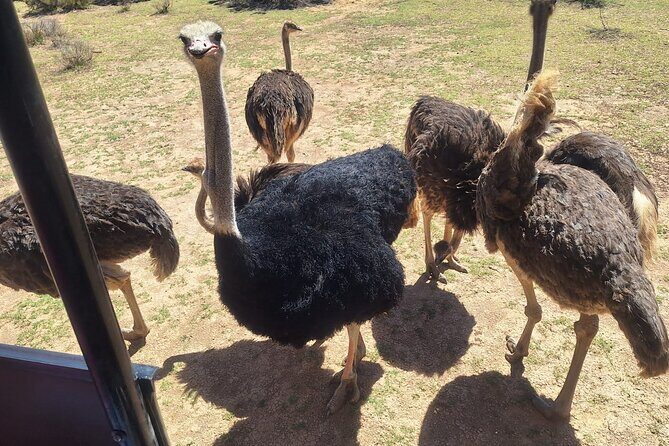 Small Group Cape Town Big 5 Safaris to Aquila Game Reserve - FAQ