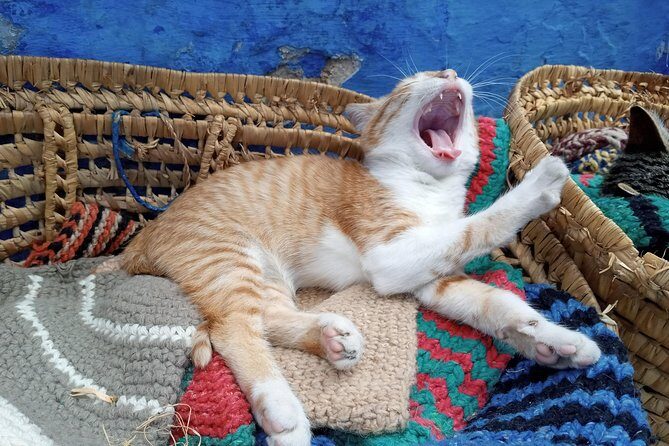 Small Group Day Trip Fez to Chefchaouen - The Sum Up