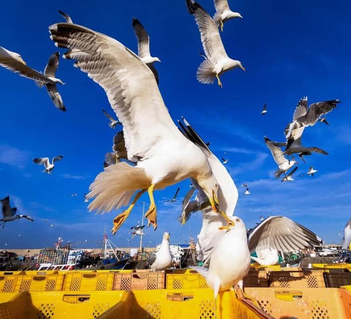 Small-Group Day Trip from Marrakech to Essaouira Mogador - Key Points