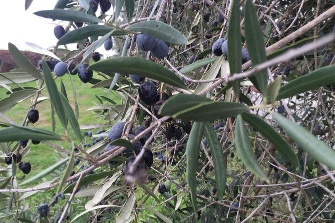 small-group-day-trip-to-evora-and-monsaraz-from-lisbon-with-wine-tasting