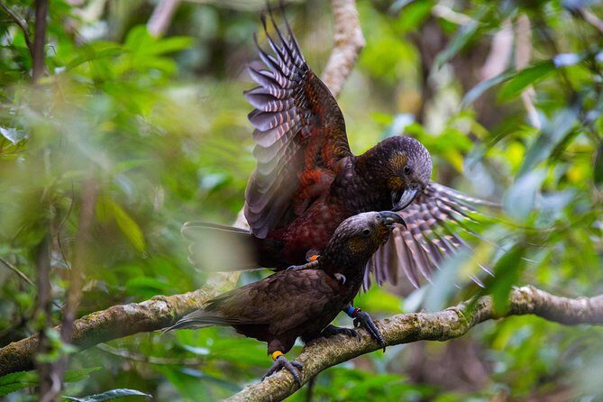 Small Group Daytime 2-Hour Eco Wildlife Tour at Zealandia - Exploring Zealandia’s 2-Hour Eco Wildlife Tour: A Nature Lover’s Dream