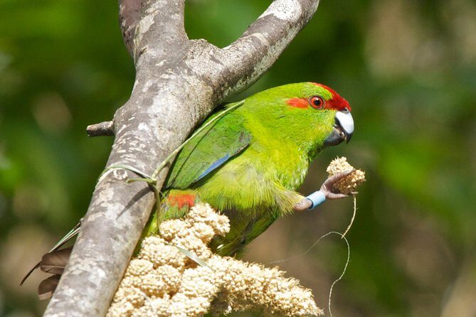 Small Group Daytime 2-Hour Eco Wildlife Tour at Zealandia - Deep Dive into the Experience